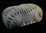 Morocops Trilobite - Very Little Matrix #39456-2